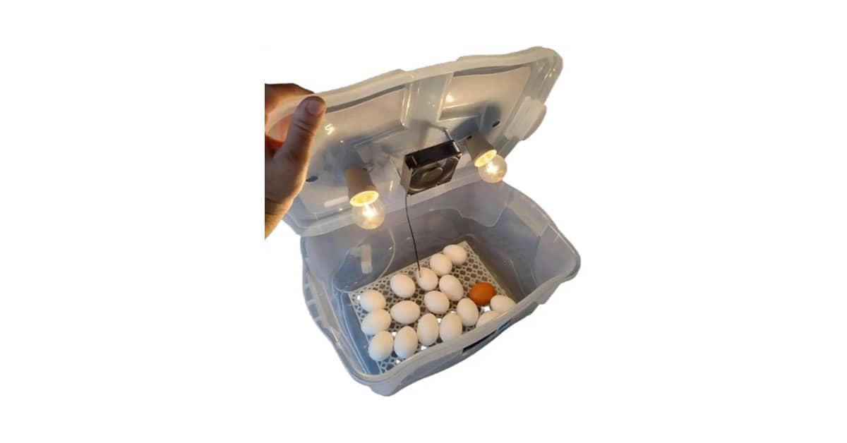 Qual a Melhor marca de chocadeira para Alta Eclosão?