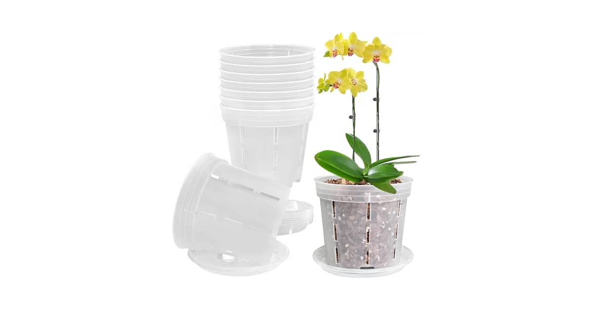 Qual o Melhor Vaso para Orquídea Phalaenopsis: Guia de Escolha