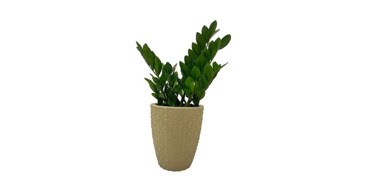 Qual o Melhor Vaso para Zamioculca Crescer Rápido?