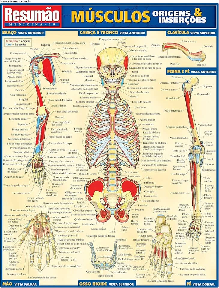 Músculos: origens e inserções