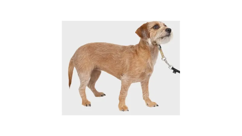 Melhor Coleira Para Cachorro Que Puxa: Qual Escolher?