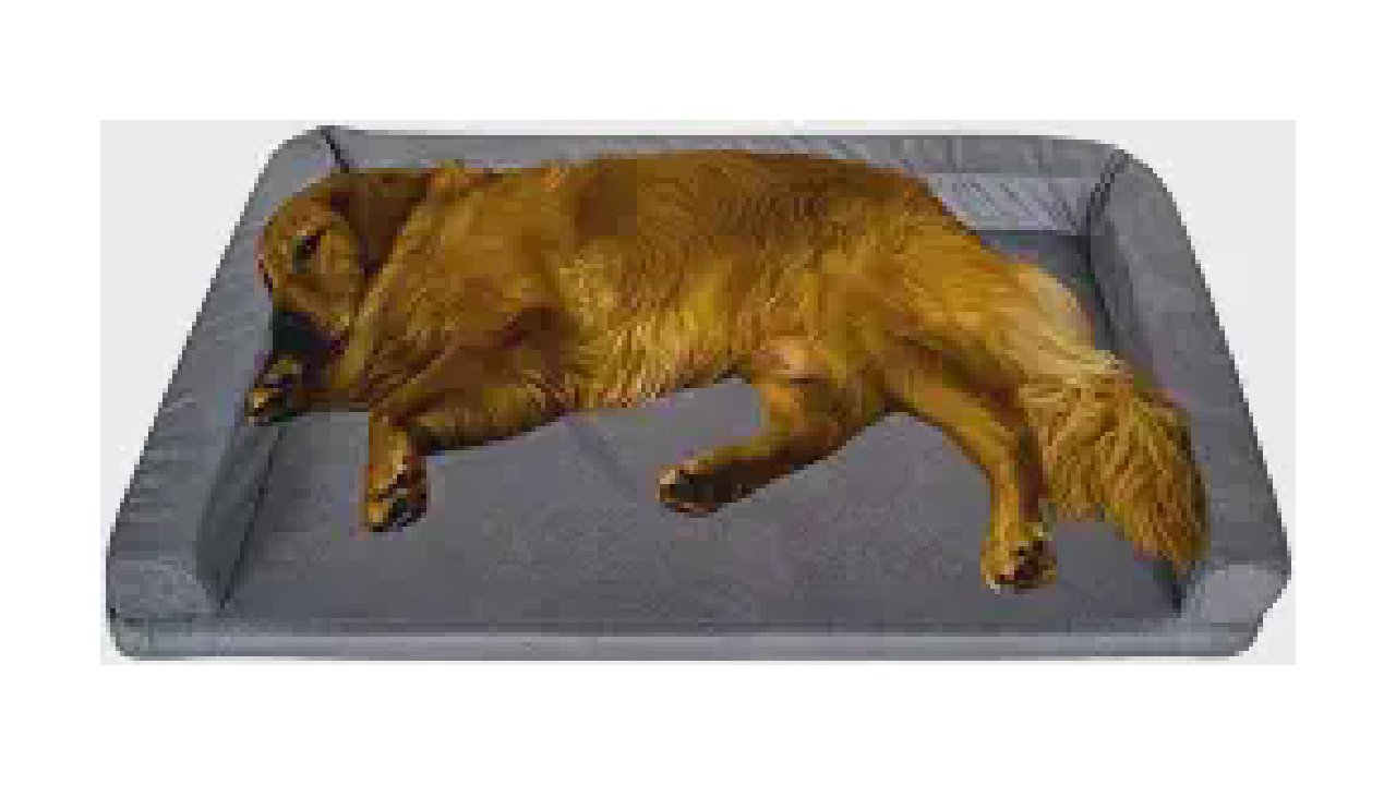 Melhores Camas Para Cachorros Grandes: Qual Comprar?