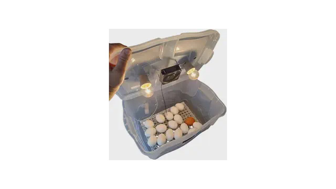 Qual a Melhor marca de chocadeira para Alta Eclosão?