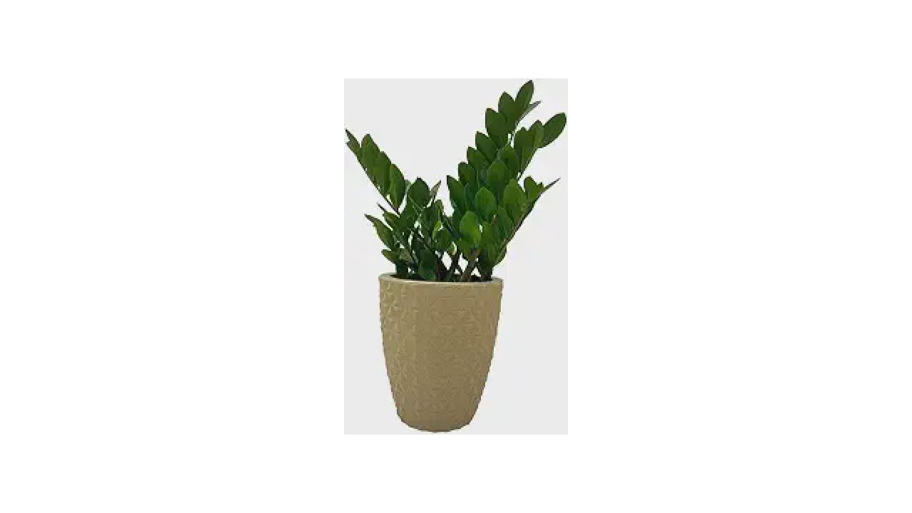 Qual o Melhor Vaso para Zamioculca Crescer Rápido?